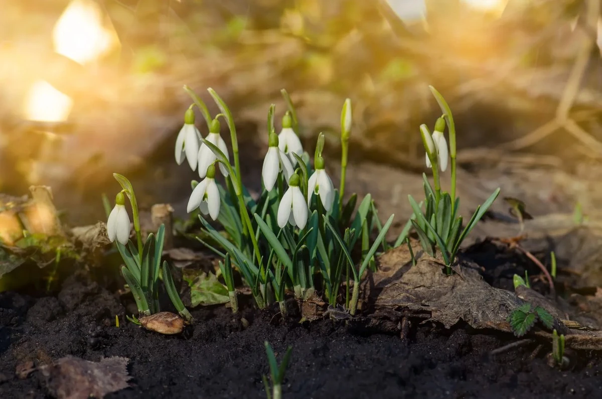 Winter 's grip: The precise date for warmer, spring-like weather is announced