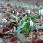 Winter's Grip Tightens: Lithuania Braces for -24°C Cold, Then Dangerous Black Ice and a Sharp Turn