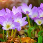 Winter's last gasp or spring's tentative arrival? Lithuania's weather forecast from February 22nd