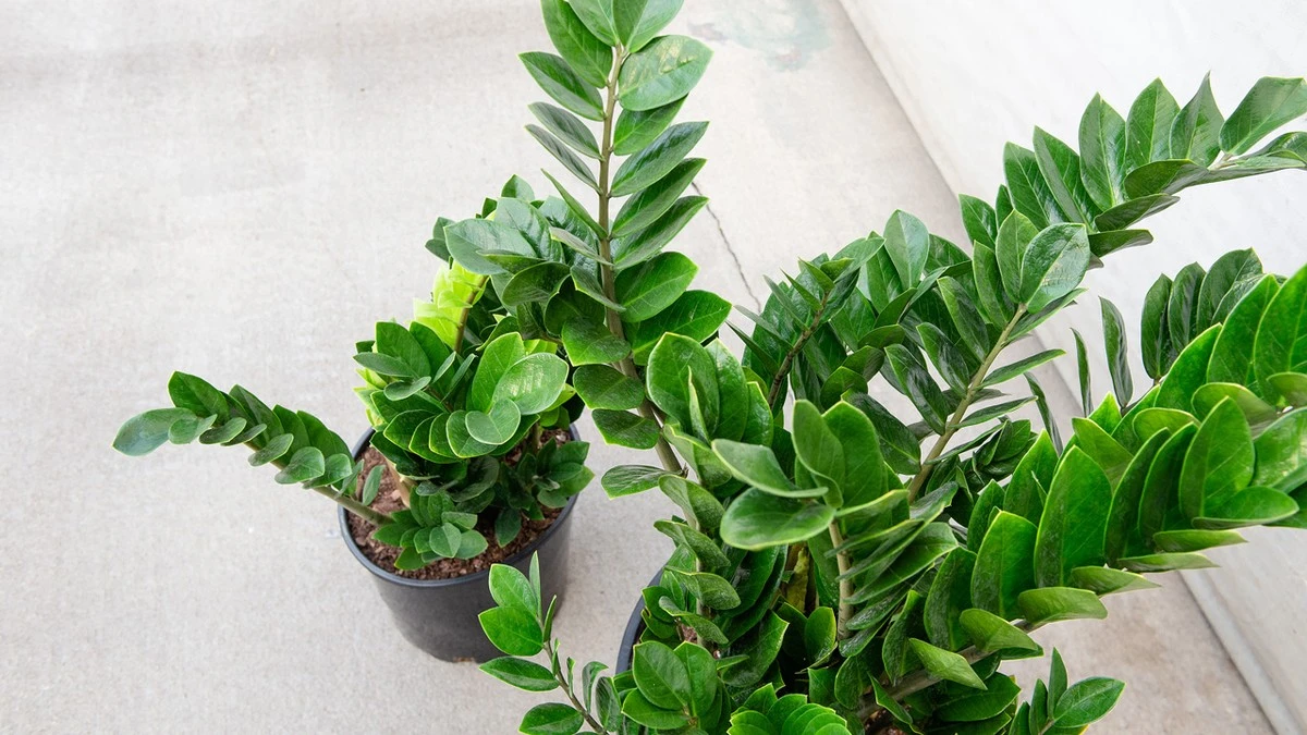 Zamioculcas stopt met groeien? Deze twee fouten voorkom je bij het verpotten - image 1