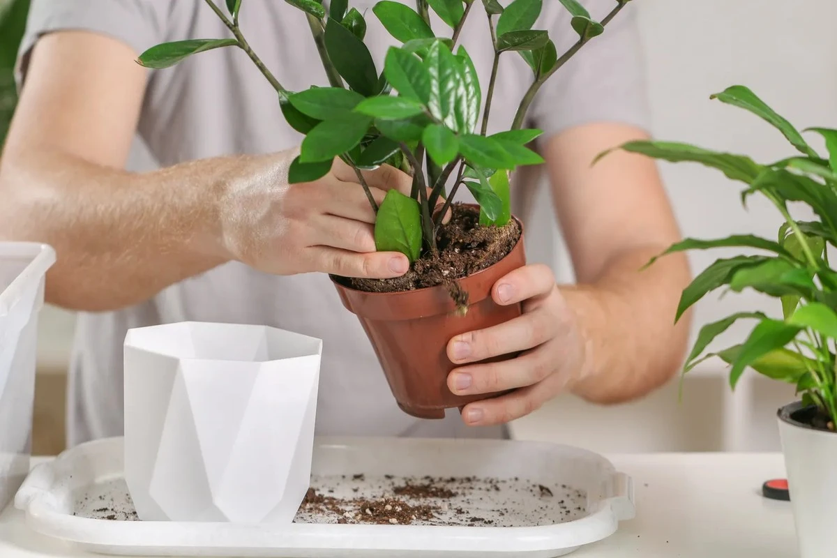Zamioculcas stopt met groeien? Deze twee fouten voorkom je bij het verpotten