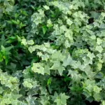 5 wunderschöne, aber gefährliche Pflanzen, die Sie besser nicht in Ihrem Garten pflanzen