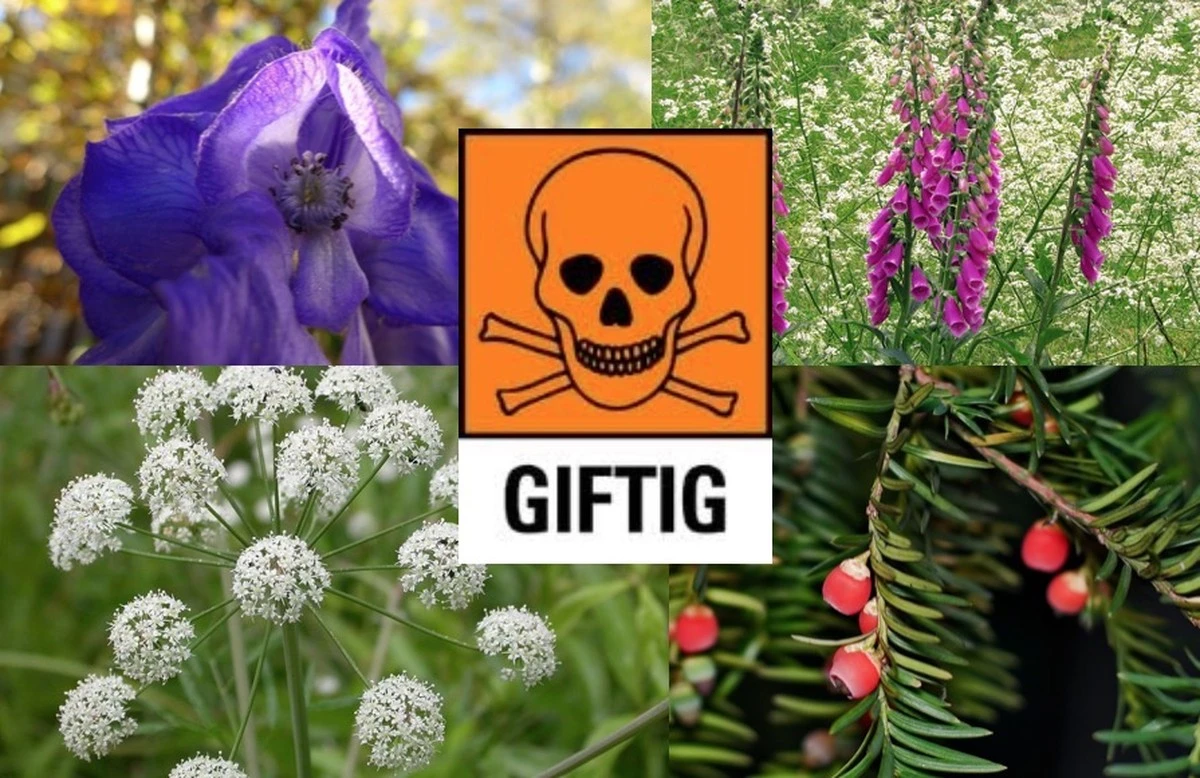 5 wunderschöne, aber gefährliche Pflanzen, die Sie besser nicht in Ihrem Garten pflanzen - image 1