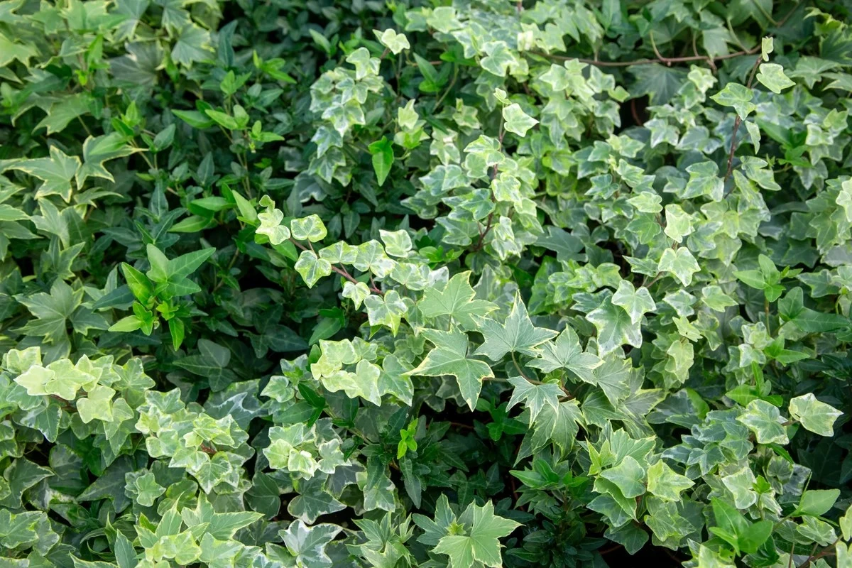 5 wunderschöne, aber gefährliche Pflanzen, die Sie besser nicht in Ihrem Garten pflanzen