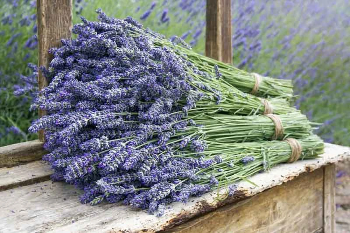 7 geheimen voor weelderige lavendel: zo krijg je meer bloemen en snellere groei - image 1