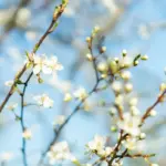 Antwort van de sterren: 7 maart tot 20 maart – uw persoonlijke horoscoop voor de tweede helft van maart