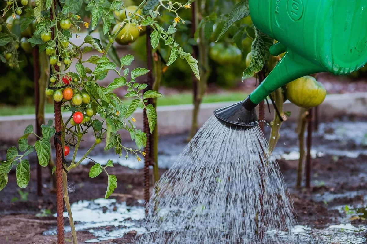 De beste tijd om tomaten water te geven: waarom veel tuiniers het nog steeds verkeerd doen - image 1