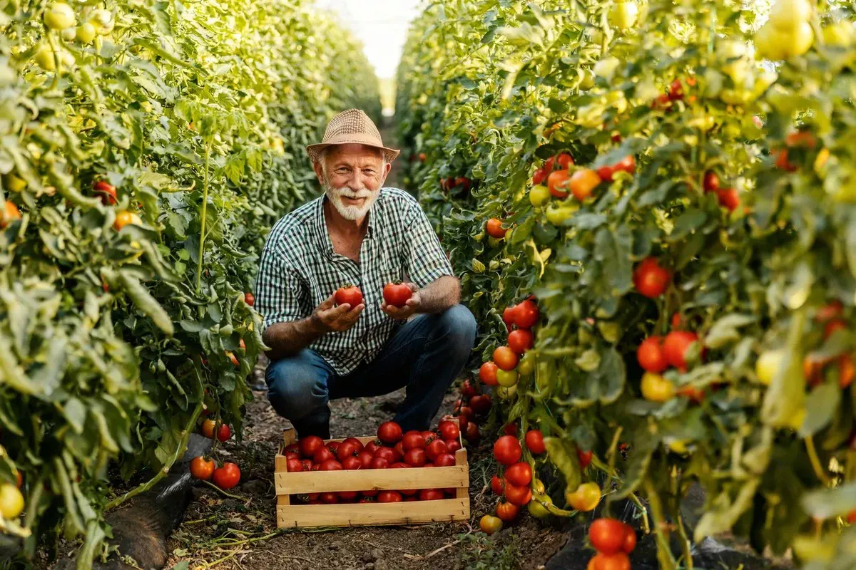 De grootste tomatenplantfouten: waarom de oogst teleurstelt, zelfs bij ervaren tuinders