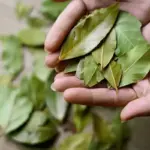 De verborgen kracht van laurierblaadjes: zo maak je een natuurlijke luchtverfrisser met oude panty's