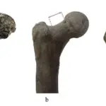 Een 7 miljoen jaar oude bot uit Bulgarije gooit de menselijke stamboom om