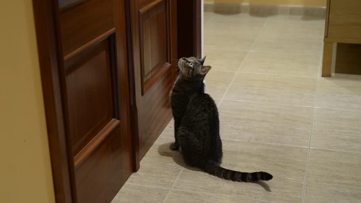 Hoe katten weten wanneer je thuiskomt, zelfs voordat je de sleutel omdraait - image 1