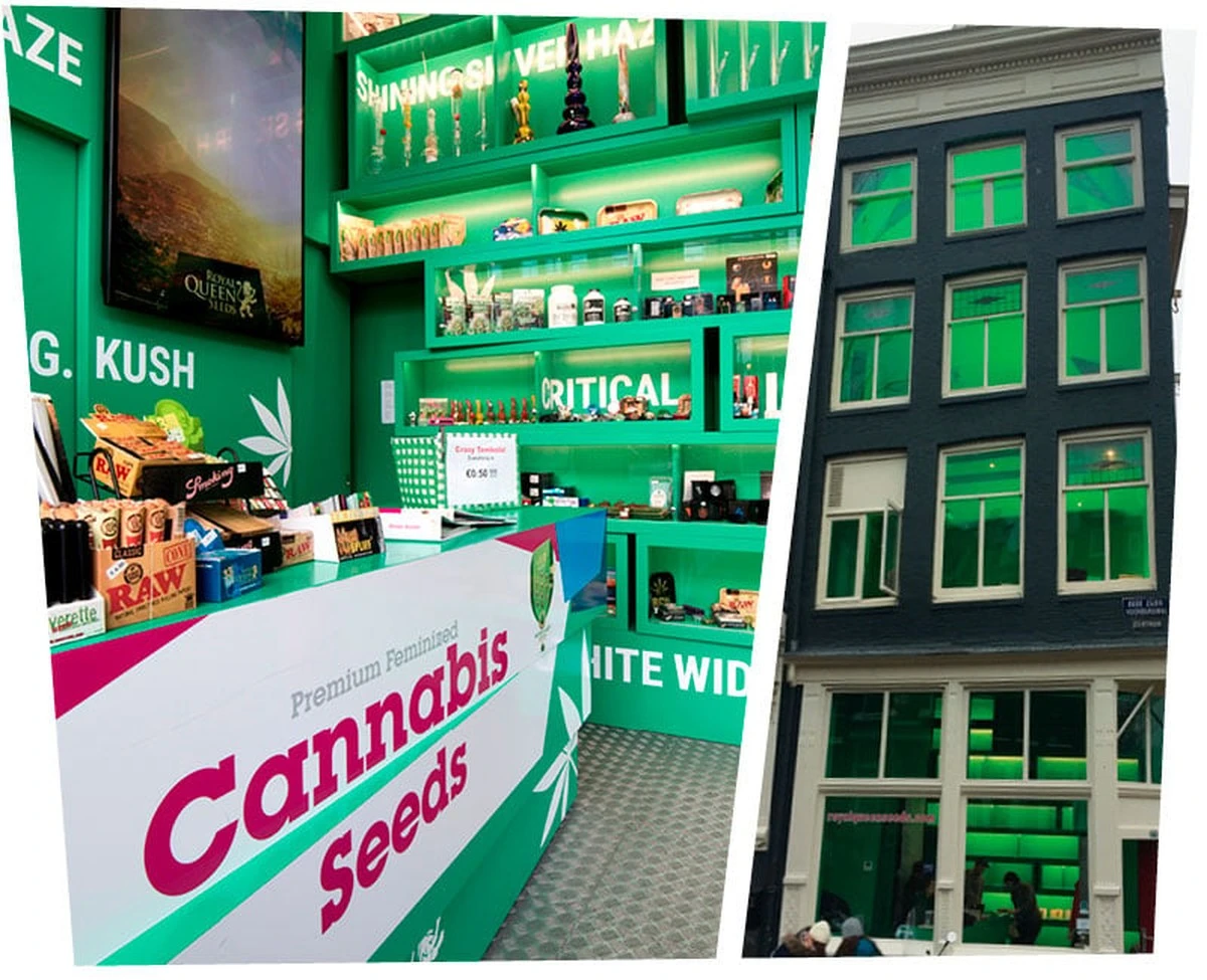 In de supermarkt: Cannabiszaadjes tussen tomaten- en basilicumpotjes - image 1