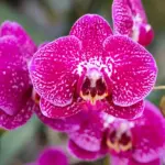Je orchidee verdwijnt stilletjes? De verborgen oorzaak van wortelrot en hoe je het voorkomt