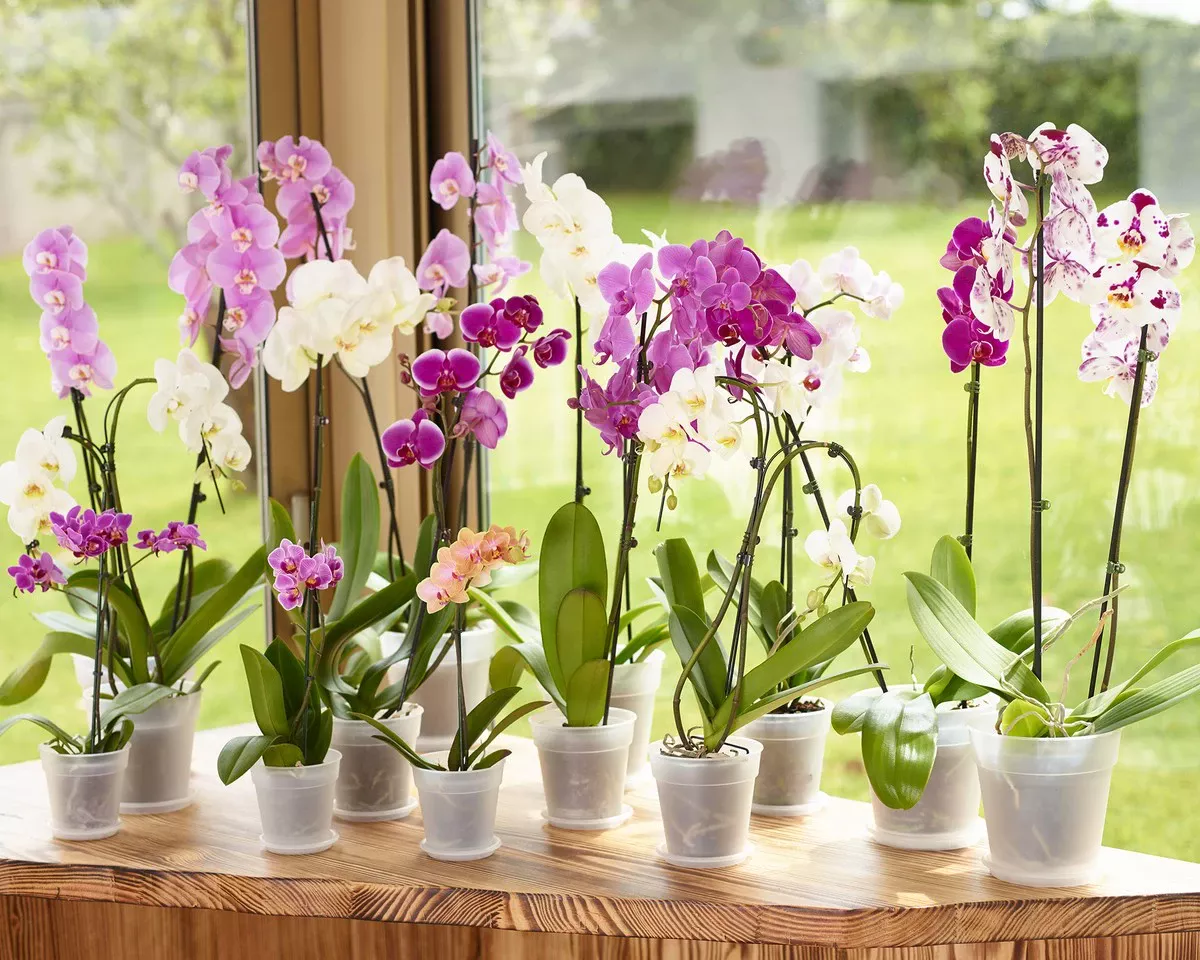 Je orchidee verdwijnt stilletjes? De verborgen oorzaak van wortelrot en hoe je het voorkomt - image 1