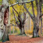 Leonardo da Vinci's Tree Formula: What Scientists Uncovered About Nature's Blueprint