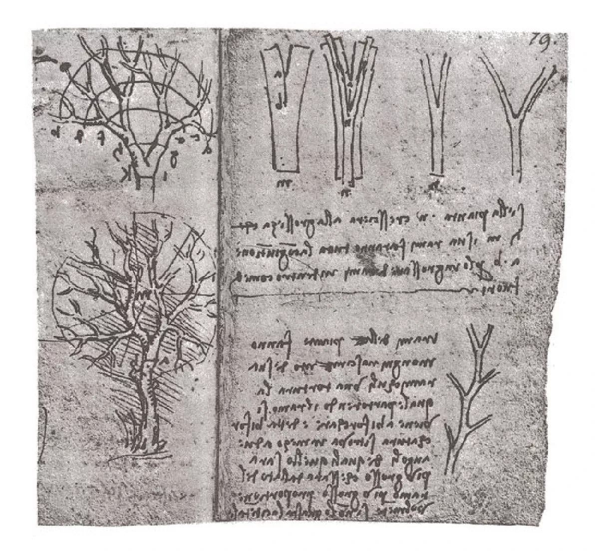 Leonardo da Vinci's Tree Formula: What Scientists Uncovered About Nature's Blueprint - image 1