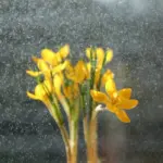 Niet de regen voorspelt de zomer: waarom deze oude paasregel nog steeds leeft