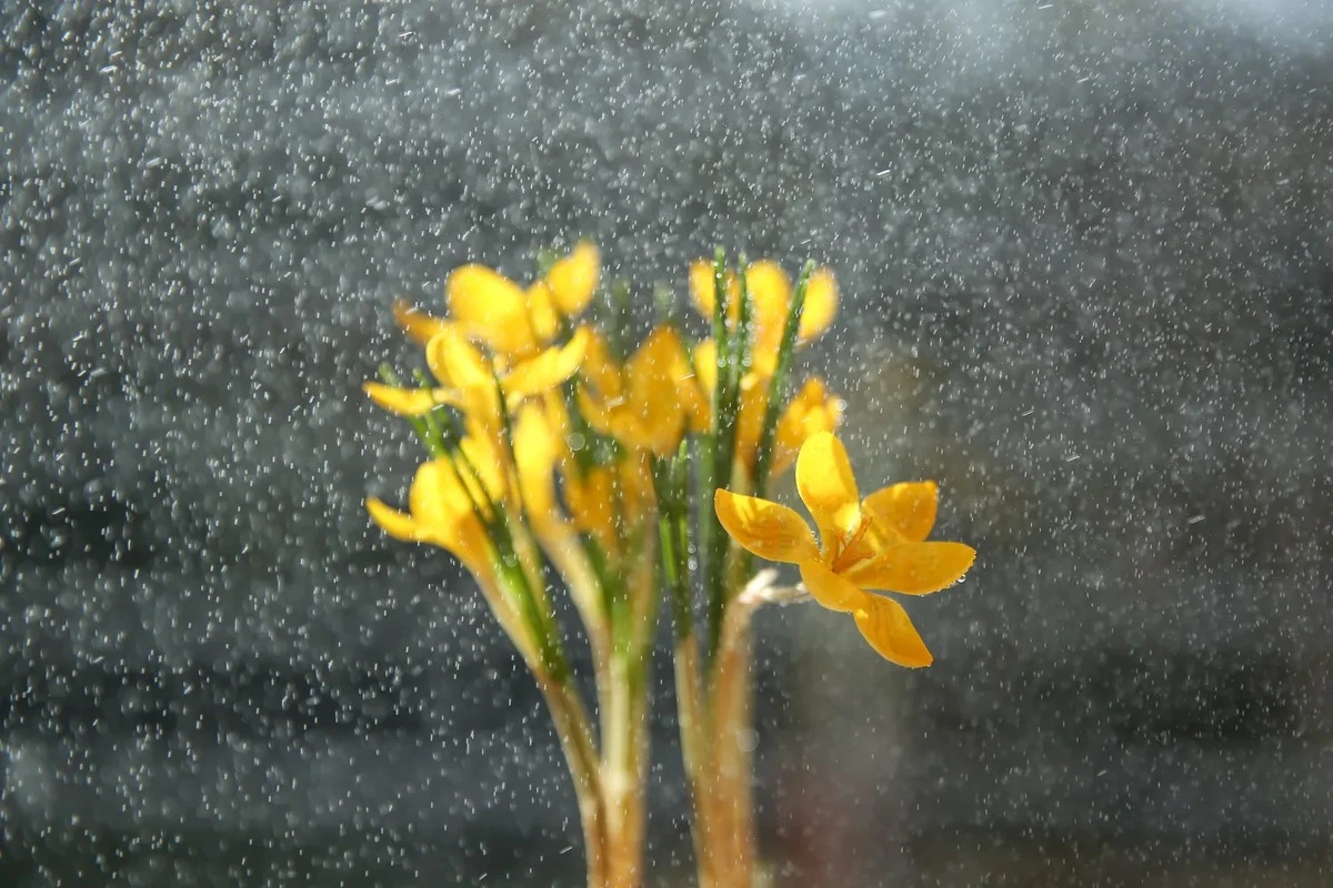 Niet de regen voorspelt de zomer: waarom deze oude paasregel nog steeds leeft