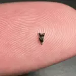 Nieuwe fossielen van 2 mm herschrijven de geschiedenis van onze voorouders