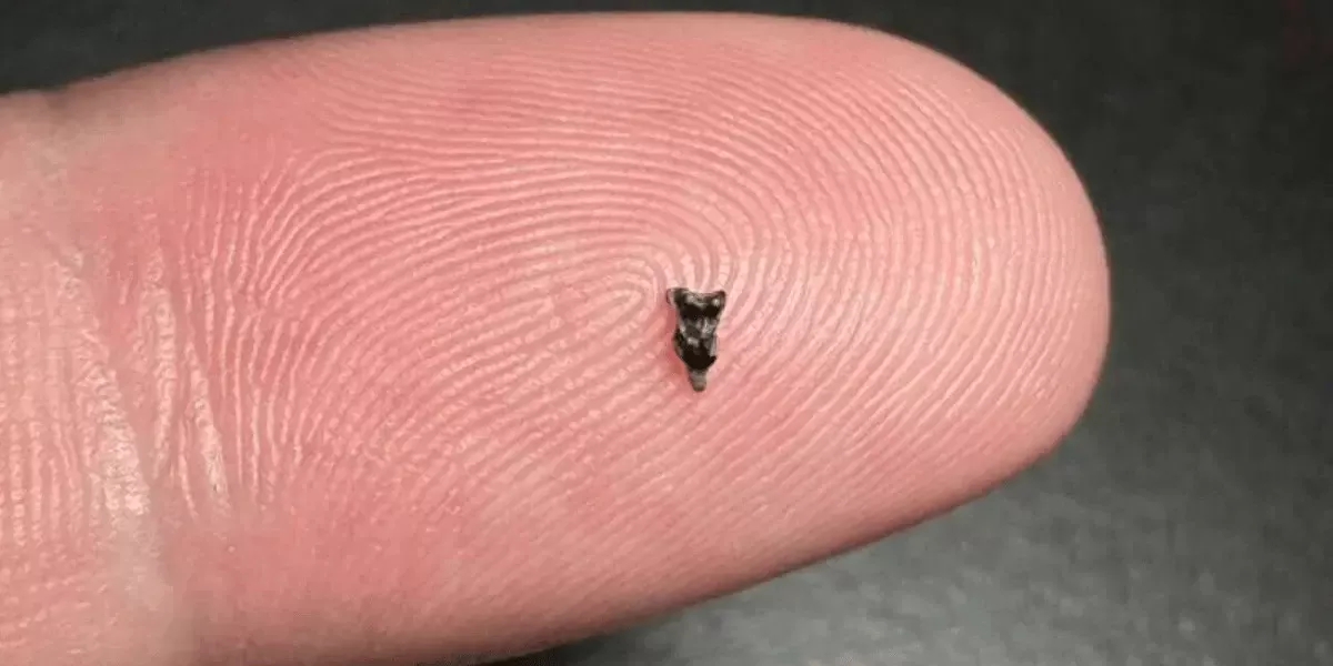 Nieuwe fossielen van 2 mm herschrijven de geschiedenis van onze voorouders