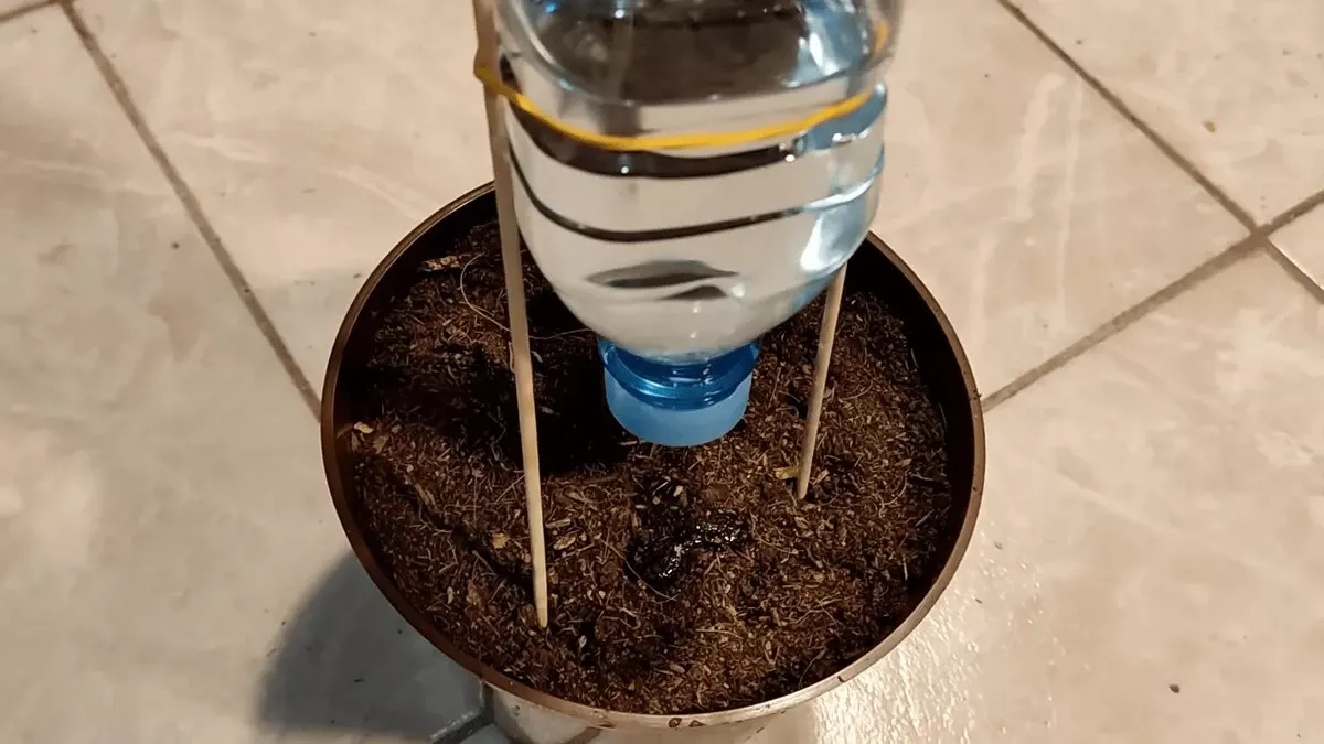 Onverwachte tuinheld: de plasticfles-trick voor perfect bewaterde planten