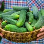 Vergeet dure meststoffen: 5 goedkope zelfgemaakte 'supervoeding' voor uw komkommers