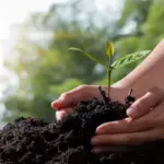 Vroege Vogels: Welke Groenten Zet Je Meteen Als De Sneeuw Smelt En Hoe Bereid Je Je Bodem Voor?
