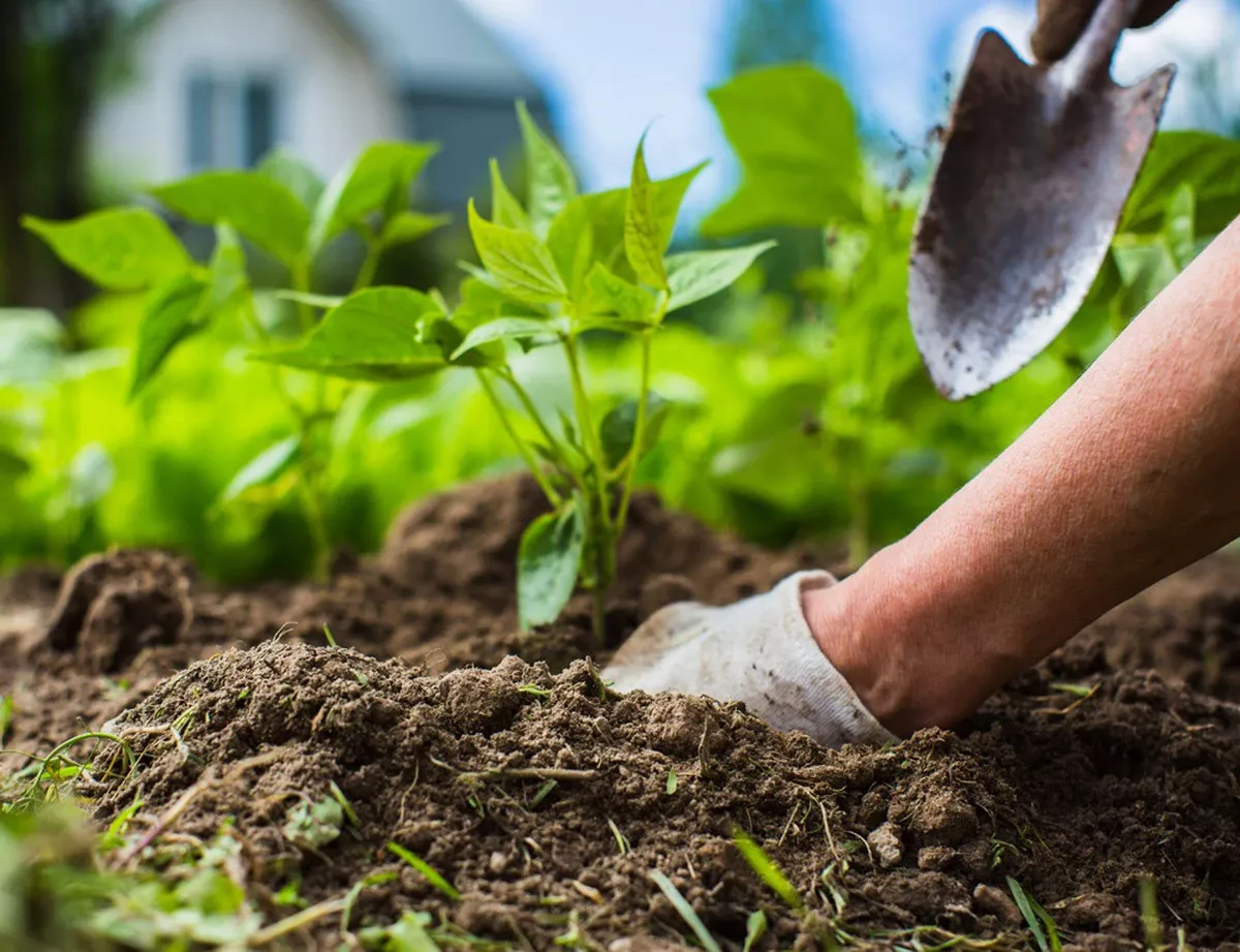 Vroege Vogels: Welke Groenten Zet Je Meteen Als De Sneeuw Smelt En Hoe Bereid Je Je Bodem Voor? - image 1