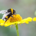 Waarom hommels beslissingen nemen bijna als mensen – en soms zelfs slimmer