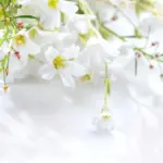 Waarom maartse weerspatronen van één dag nuttig kunnen zijn