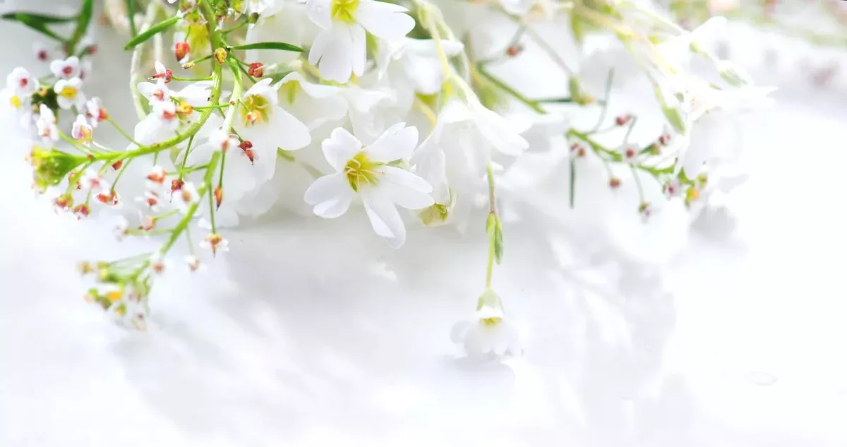 Waarom maartse weerspatronen van één dag nuttig kunnen zijn