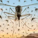 Waarom muggen jou pesten (en je vrienden negeren): wetenschappers ontdekten het geheim