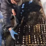 Waarom ouderen eierdozen in hun tuin gebruiken: niet gooien, maar telen!