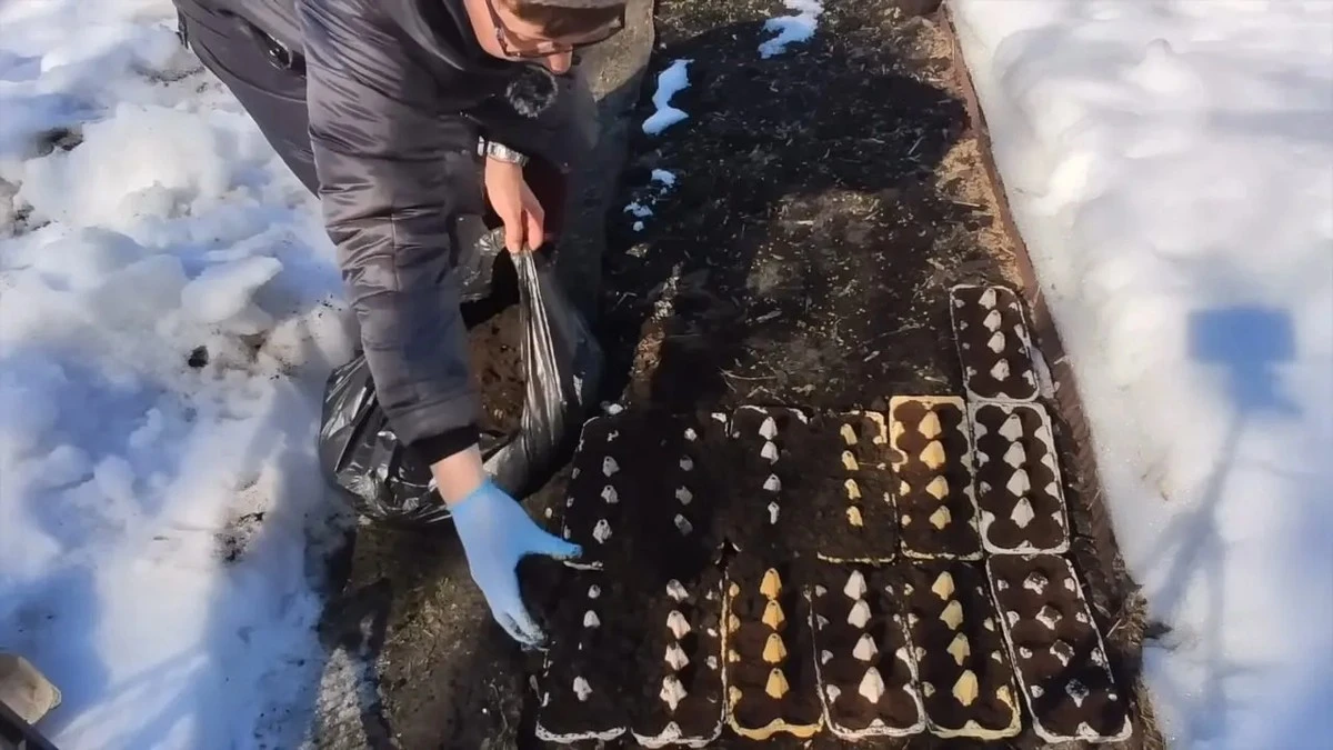 Waarom ouderen eierdozen in hun tuin gebruiken: niet gooien, maar telen!