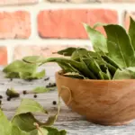 Waarom uw kamerplanten een doodgewoon laurierblad nodig hebben