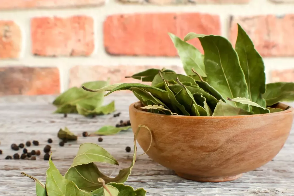 Waarom uw kamerplanten een doodgewoon laurierblad nodig hebben