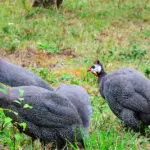 Wijs vogels in uw tuin aan om teken te bestrijden: een natuurlijke val