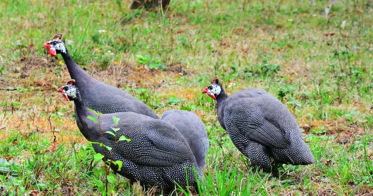 Wijs vogels in uw tuin aan om teken te bestrijden: een natuurlijke val